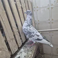 کفتر درجه یک ذات دار معاوضه با طوقی یا شازده