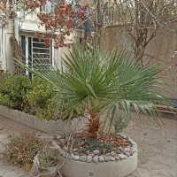 درخت پالم واشنگتنیا چهار ساله|گل و گیاه طبیعی|کرمانشاه, |دیوار