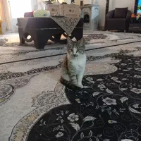 دو عدد میز نهار خوری