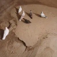 شش‌عددکبوترفروشی