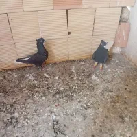 کفتر