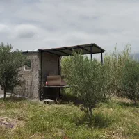 فروش باغ زیتون  باسند