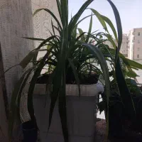 تعدادی گل مقاوم