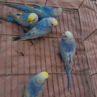 مرغ عشق رینبو بنفش کبالت اورجینال