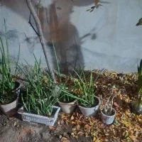 گل زینتی  خرمایی وسانسوریا نیزه آفریقایی وآلوورا