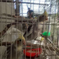 جفت عروس هلندی جوان /۱۲ ماه