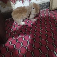خرگوش پشمالو