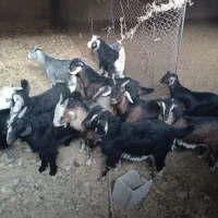 کهره نر چاق صادراتی|حیوانات مزرعه|سیدان, |دیوار