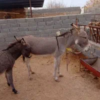 الاغ|حیوانات مزرعه|جوادآباد, |دیوار