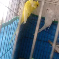 مرغ عشق پروانه ای