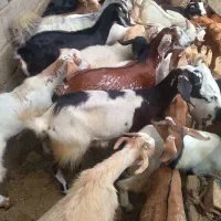 کهره نر و بز با قصابی خود بندرعباس