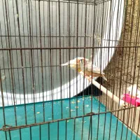 جفت ایزابل درشت مولد مولد|پرنده|چمران, |دیوار