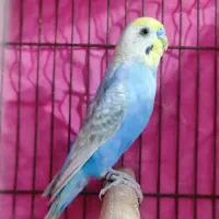 دو جفت مرغ عشق جفت اماده|پرنده|پاکدشت, پاکدشت (مامازند)|دیوار