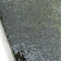 بچه ماهی قزل‌آلا اصل دانشمندی