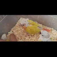 جوجه ردچیک