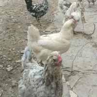 مرغ و خروس گلین