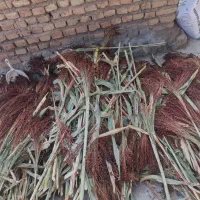 جارو دستی