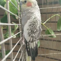 عروس هلندی|پرنده|مشهد, صداقیه|دیوار