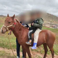 اسب تازه سواری شده