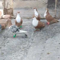 ریش زرد ماده