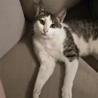 واگذاری گربه دمش زخمی شده