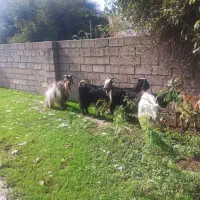 بز شیری چپر|حیوانات مزرعه|دزفول, |دیوار