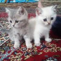 بریتیش نروماده نژاداصیل