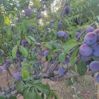 فروش باغ در بخش زاینده رود|فروش خانه و ویلا|فولادشهر, زاینده رود|دیوار