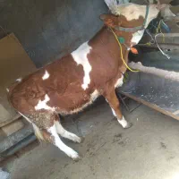 گاو گوساله ماده