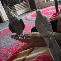 ۳ عدد عروس هلندی|پرنده|شیراز, جرسقان|دیوار