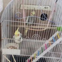 عروس هلندی نر ماده