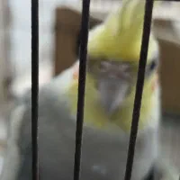 کوتعبد الله