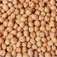 پخش حبوبات گندم و جو نخود