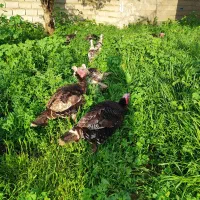 بوقلمون نر بالغ