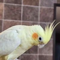 عروس هلندی ملنگو راهب خورشیدی گرینچیک شاه طوطی|پرنده|شاهین‌شهر, فردوسی|دیوار