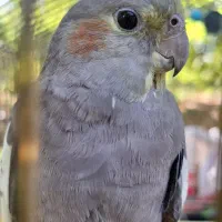 عروس هلندی نر و ماده