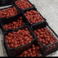 رب باگوجه‌سالم‌درجه۱|خوردنی و آشامیدنی|فردوس (خراسان), |دیوار