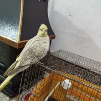 عروس هلندی گل باقالی