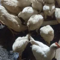 جوجه درشت