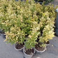 شمشاد طلایی ۱۹هزار