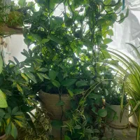 گل پتوس همراه گلدان