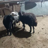برماده