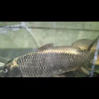 ماهی کوی ،کت فیش|ماهی|سامان, |دیوار