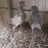 کبوتر پرشی پاکستانی کاشانی طوقی پلاکی جوجه