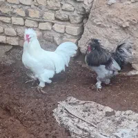 خروس تزئینی دو عدد