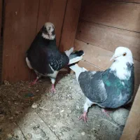 ابلق سبز پرشی دم تخم|پرنده|مینودشت, |دیوار