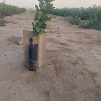 نهال پسته|خدمات باغبانی و درختکاری|قزوین, |دیوار