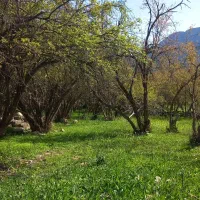 اجاره سوییت اندیکا