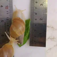 فروش حلزون تراپی (آلبینو)|خزنده|دماوند, گیلاوند|دیوار