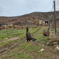 خروس اوشامو|حیوانات مزرعه|مریوان, |دیوار